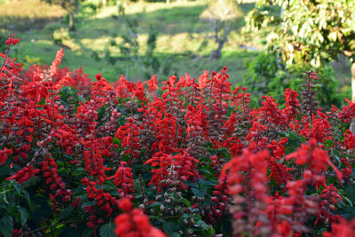 Close-up of red flowering plants in a garden