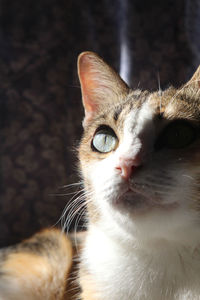 Close-up portrait of a cat