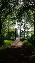 Walkway amidst trees