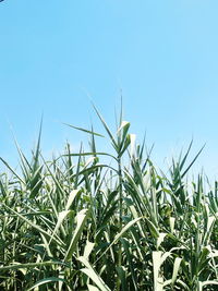 Crops growing on field against clear blue sky