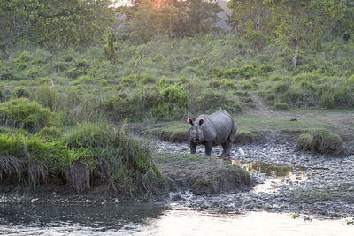 Backlit staring female one-horned rhinoceros with grass in mouth near chitwan national park river