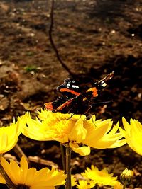 Close-up of insect on yellow flowers