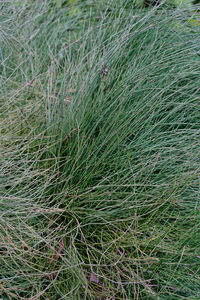 Full frame shot of bamboo on field