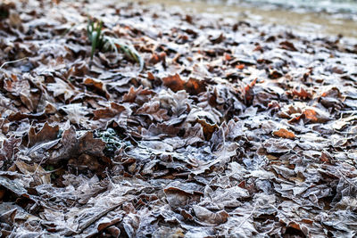 Full frame shot of dry autumn leaves