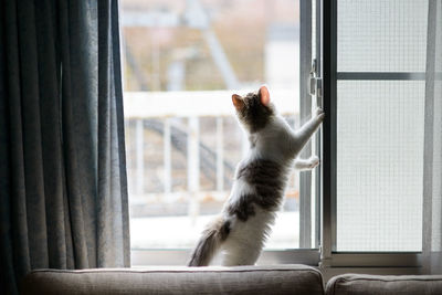 Close-up of cat looking through window