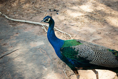 High angle view of peacock