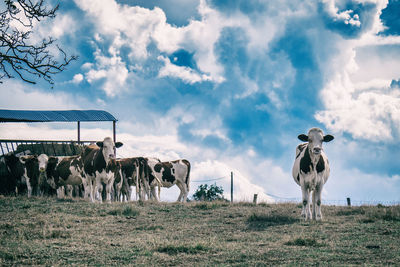 View of cows on field against sky