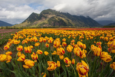 Scenic view of field against cloudy sky