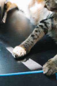 Low section of cat sitting on floor