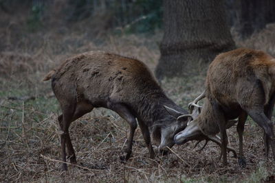 Deer fighting on field