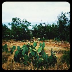 Trees growing on field