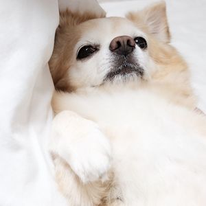 Close-up portrait of dog