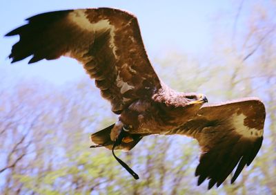 Low angle view of eagle flying