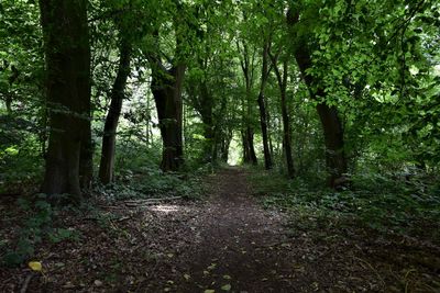 Trees growing in forest