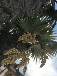 Close-up of tree