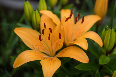 Yellow lilies in the garden. many colors. beautiful flowers. greenery around