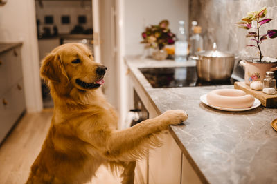 Dog looking away while sitting on table at home