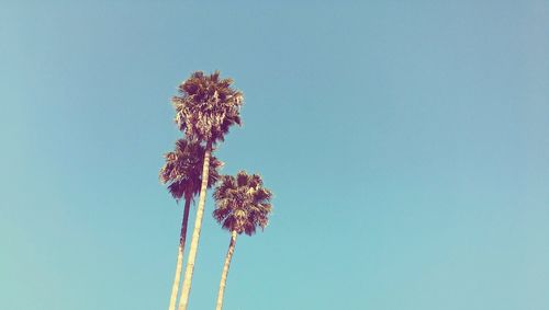 Low angle view of trees against blue sky