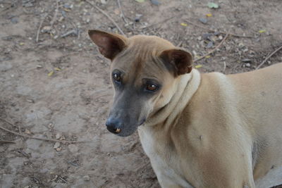 High angle portrait of dog standing on land