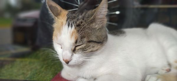 Close-up of a cat looking away