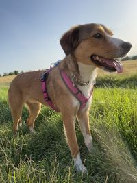 Portrait of a dog on field