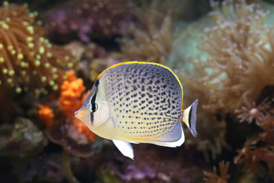 Close-up of fish swimming in sea