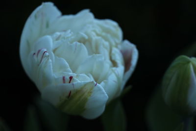 Close-up of white flowering plant against black background