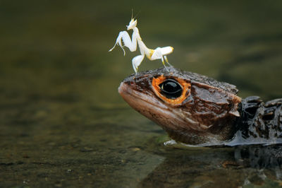 Close-up of praying mantis on reptile in lake