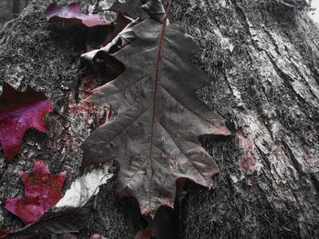 Close-up of autumn leaves