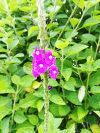 Close-up of pink flower