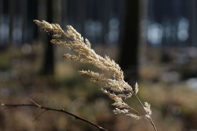 Close-up of plant