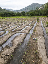 Women tilling the land nature in growth, agricultura fertile ground