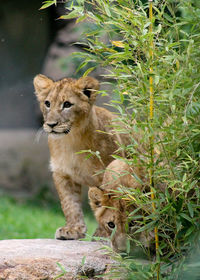 Portrait of two young lion