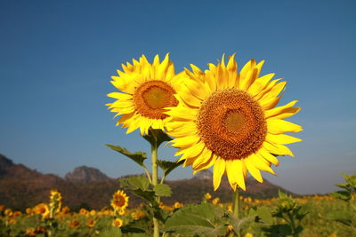 Close-up of sunflower on field against sky