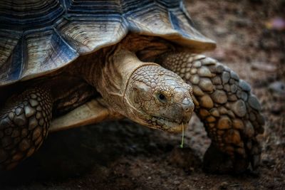 Close-up of tortoise