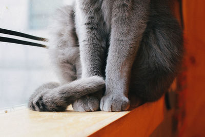 Close-up of cat sitting on window sill