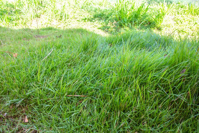 High angle view of grass on field