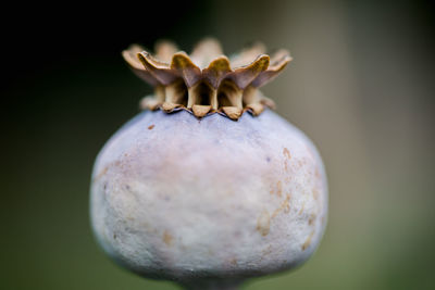 Close-up of fruit