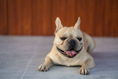 Portrait of dog sitting on floor