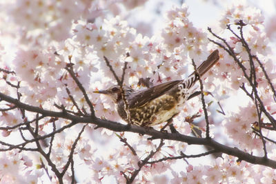 Close-up of bird perching on cherry blossom