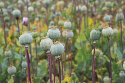 Close-up of poppy growing on field