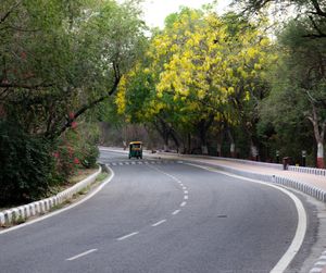 Road by trees in city