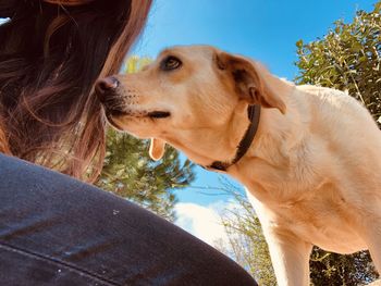 Close-up of dog looking away