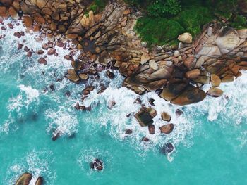 High angle view of plant floating on water