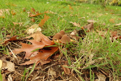 Close-up of mushroom growing on field