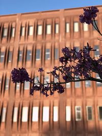 Low angle view of flowering plants on building