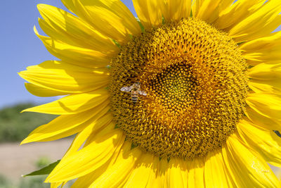 Close-up of sunflower