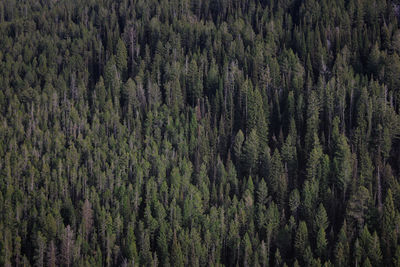 A wall of trees