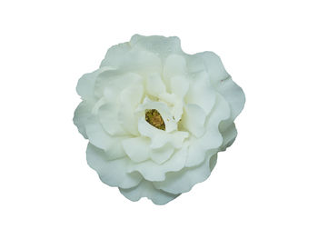 Close-up of rose against white background