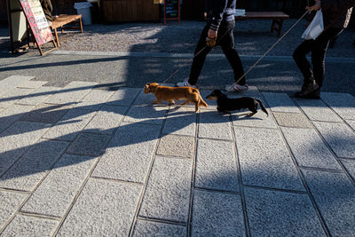 Low section of dog on footpath